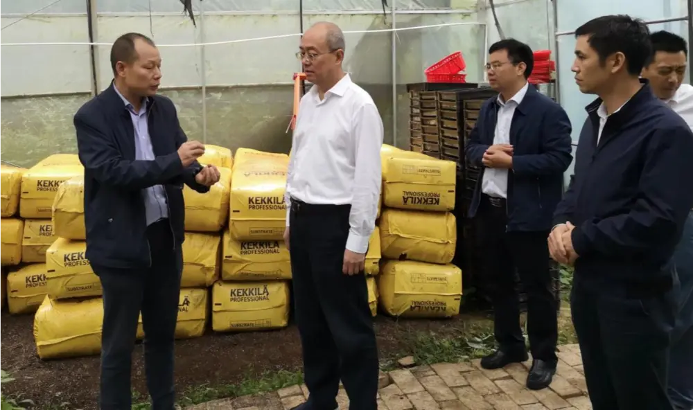Partiya katibi və Jiangxi Əyalət Ənənəvi Çin Təbabəti İdarəsinin direktoru Xie Guanghua Anoectochilus əkin bazasında araşdırma aparır.