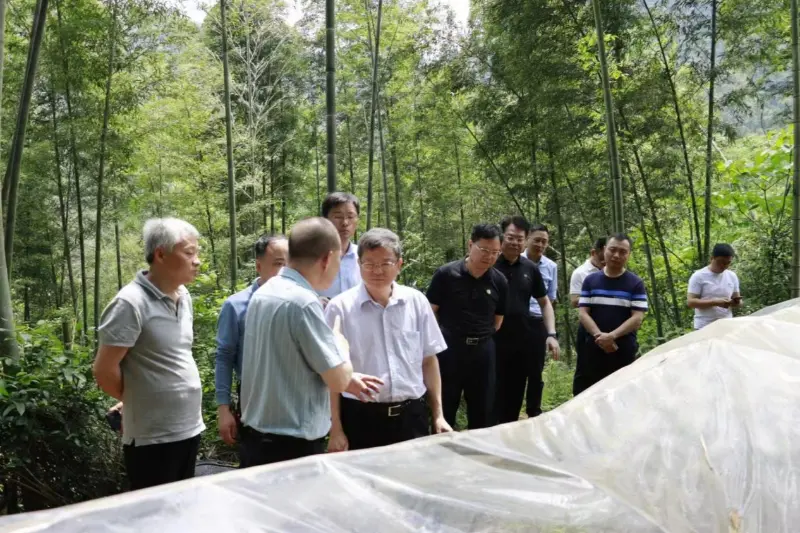 Milli Meşə Təsərrüfatı və Otlaq Administrasiyasının İnkişaf və İslahatlar Departamentinin direktoru Liu Şuren Anxin Shibawan Anoectochilus əkin bazasını araşdırır