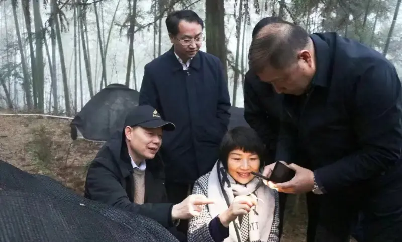 Jiangzhong Pharmaceutical şirkətinin keçmiş sədri və Jiangxi Əyalət Partiya Komitəsinin Daimi Komitəsinin hazırkı üzvü və Təbliğat Departamentinin Direktoru Lu Xiaoqing Əkin Bazamızı Yoxlayır