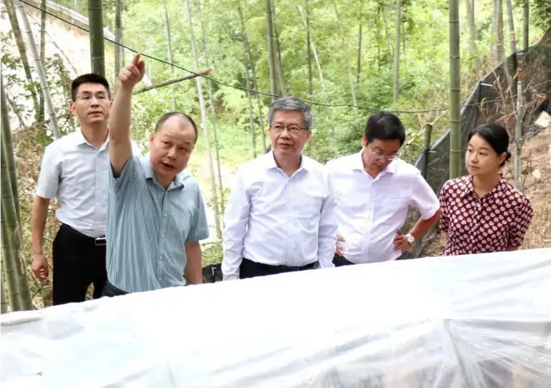 Jiangxi Ənənəvi Çin Tibb Universitetinin Qabaqcıl Tədqiqat İnstitutunun dekanı və universitetin keçmiş Partiya katibi Liu Honqninq, Anoektochil bazamızda araşdırma aparmaq üçün Jiangxi şəhərində ənənəvi Çin təbabətinin hərtərəfli islahatı üzrə əyalət ekspert qrupuna rəhbərlik edir.